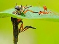 Little ant and leaf slide puzzle