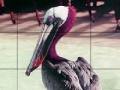 Pink headed pelican slide puzzle