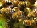 Honeycomb - Hidden Bees