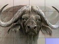 Slide Puzzle: Buffalo 