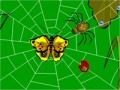 Spiders