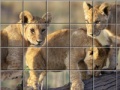 Swing and set african cats