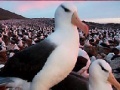 Slide Puzzle: Seagull 
