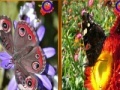 Butterfly Similarities