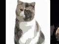 Cute cats - memory matching