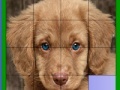Blue eyed dog slide puzzle