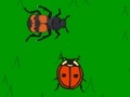 The lady bug