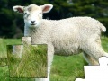Jigsaw: Lamb
