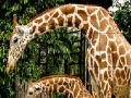 Giraffes in the forest slide puzzle